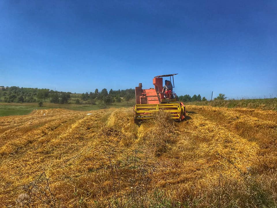 Приноси пшенице око 2,3 тоне по хектару
